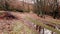 Aerial drone view of Mystical autumn beech forest