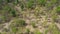 Aerial Drone view with panning above of green oak forest. Natural landscape of beautiful green environment