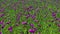 Aerial drone view purple poppies field in Germany. Flowers and seedhead. Poppy sleeping pills, opium.