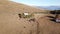 Aerial drone view of the Sanctuary on Linzone mountain, province of Bergamo. Cows are grazing near the church