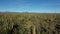 Aerial drone view of scenic high cacti in Mexico. Green cactus forest desert in sunny day and blue sky