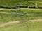 Aerial Drone View Of Sheep Herd Feeding