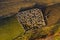 Aerial drone view of sheep in sheepfold