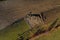 Aerial drone view of sheep in sheepfold