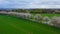 Aerial drone view of spring landscape a road among blossoming cherry alley near village and green fields. Germany