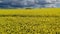 Aerial drone view summer landscape cloudy sky, rapeseed fields, windmills in German countryside.