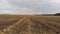 Aerial drone view of white storks feeding on plowed by tractor agricultural field.