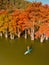 Aerial drone view with woman on SUP board in lake with autumnal Taxodium trees