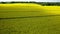 Aerial Drone view of Yellow Canola Field. Harvest blooms yellow flowers canola oilseed. Rural field planted with many