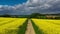 Aerial drone view of yellow rapeseed fields in German countryside.