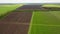 Aerial Drone view of young apple orchard and Yellow Canola Field. Rural field planted with many strips of bright yellow