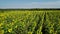 Aerial dynamic view of sunflower field. Infinite field full of yellow sunflowers in sunny summer day.