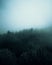 Aerial eerie view of a thick forest in a foggy day