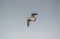 Aerial Elegance: European Herring Gulls Soar Across the Sky
