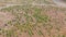 AERIAL: Empty asphalt roads lead past a spruce tree plantation in Washington.