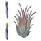 Aerial exotic plant Tillandsia ionantha pinky blooming, vector illustration. Isolated over white background. Hand drawn