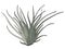 Aerial exotic plant Tillandsia Juncea, vector illustration. Isolated over white background. Hand drawn