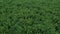 Aerial farm green alfalfa hay field harvest 4K