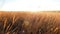 AERIAL: field of golden grass at sunset. Camera moves through the ears of wheat towards the setting sun on horizon. It