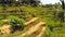 Aerial flight over asian rice field , rice Terraces in Bali, Indonesia