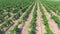 Aerial flight over beautiful champaigne vineyard rows in the mountains.