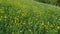 Aerial flight over a beautiful spring meadow in the black forest