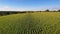 Aerial flight over corn field