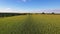 Aerial flight over corn field