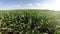 Aerial flight over corn filed