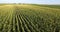 Aerial flight over corn plant field