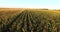 Aerial flight over corn plant field at sunset