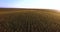 Aerial flight over corn plant field at sunset