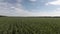 Aerial flight over green corn filed in farmland with sky