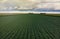 Aerial flight over Green and lush Agricultural fields of Soy