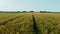 Aerial flight over Green and lush Agricultural fields of Wheat