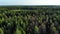 Aerial flight over green pine wood in sunlight