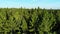 Aerial flight over pine forest, between green trees, North Europe