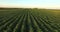 Aerial flight over soy plant field