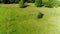 Aerial flight over a spring meadow in the Black Forest with grazing cows