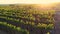 Aerial flight over vineyards at sunset, flying quick