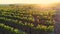 Aerial flight over vineyards at sunset, flying quick