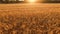 Aerial flight over the wheat field in sunset