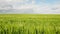 Aerial flight over wheat fields blowing in the wind