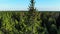 Aerial Fly around tall pine tree, treetop closeup