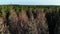 Aerial fly over dry pine forest