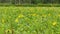 Aerial Fly Through Over Lush Sunflower Field in Elkhart