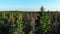 Aerial fly over pine forest trees