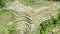 Aerial, fly up over rice terraces with harvested rice paddies in Indonesia, palm trees in the jungle background, tropical wild