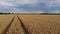 Aerial flying above across beautiful golden wheat field in rural autumn landscape on sunny morning. Ripe plants on