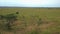 AERIAL: Flying above a group of giraffes standing in the vast grassy field.